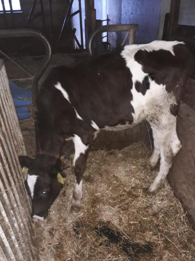 Felderhof Apartman Maranza Kültér fotó